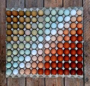 Eggs from diverse breeds